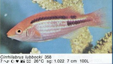 Cirrhilabrus lubbocki